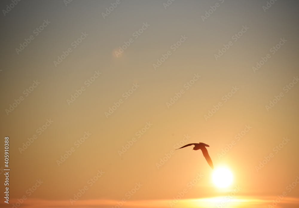 Naklejka premium Sea-gull in the sky flying,nature