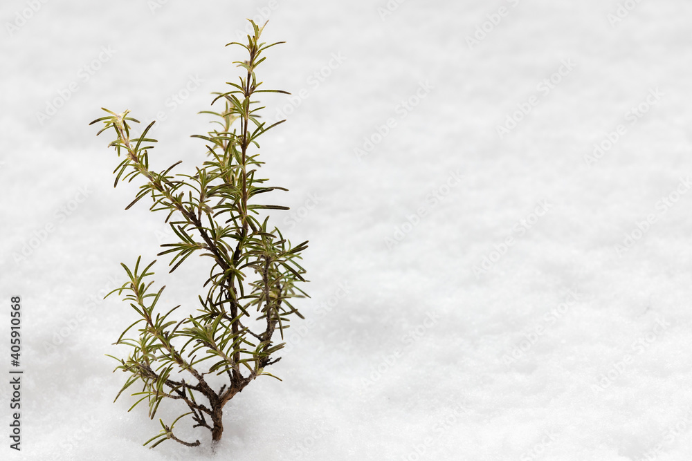 Fotografie rosemary branch emerging from the snow