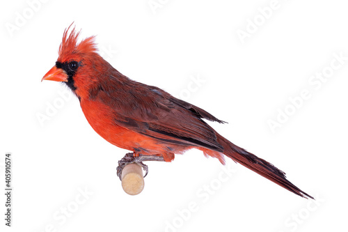Male Northern Cardinal aka Cardinalis cardinalis bird, sitting on wooden stick. Isolated on white background. © Nynke