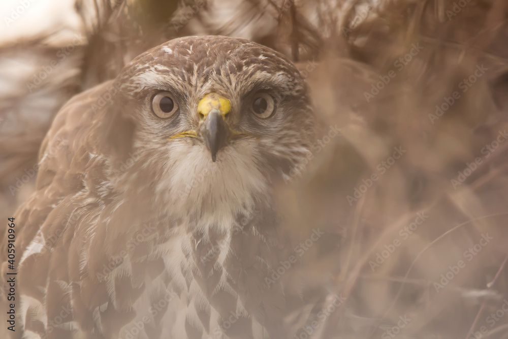 Obraz premium Common buzzard (Buteo buteo) in the fields in natural habitat, buzzards feeding, hawk bird on the ground, predatory bird close up