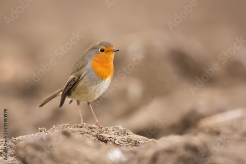 European robin (Erithacus rubecula) or robin redbreast, insectivorous passerine bird, Old World flycatcher with orange breast with grey brown upper-parts, Muscicapidae