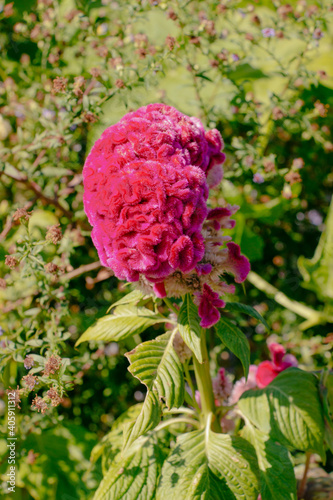 Pink Celosia Flower