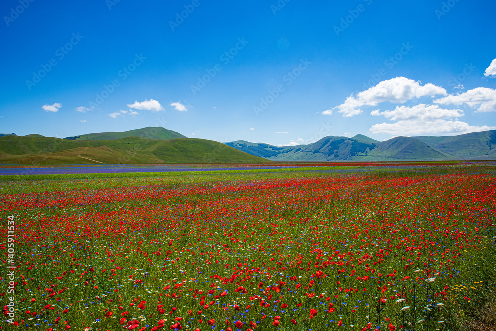 Campi agricoli di Castelluccio a Norcia durante la fioritura in estate.
