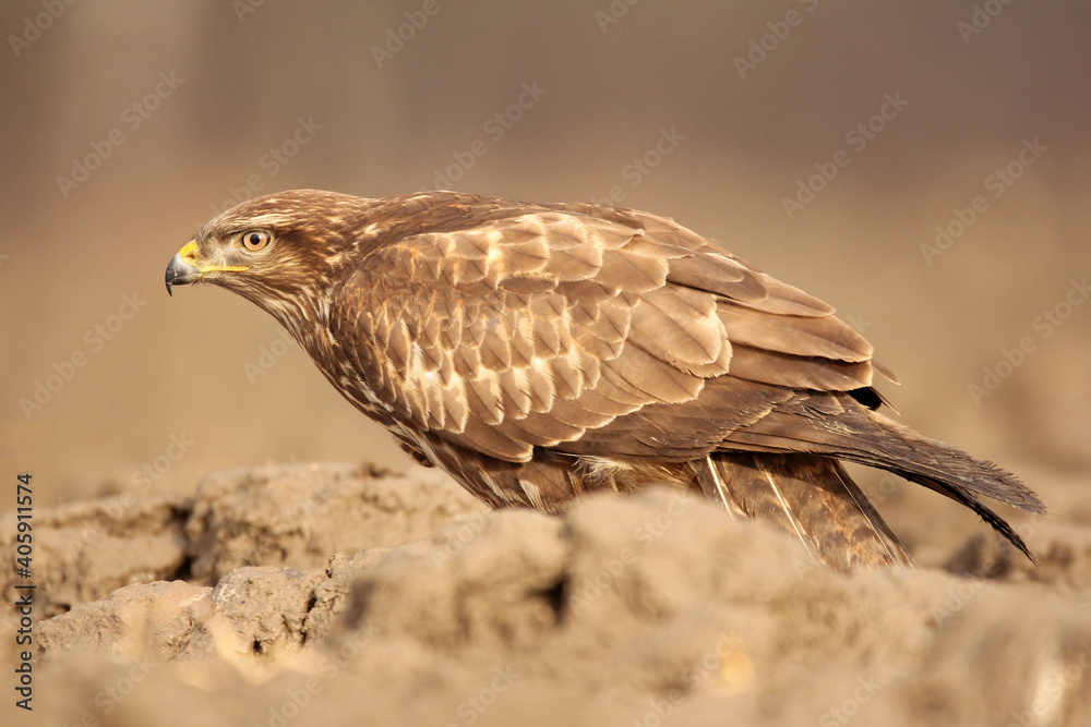 Common buzzard (Buteo buteo) in the fields in natural habitat, buzzards feeding, hawk bird on the ground, predatory bird close up Common buzzard (Buteo buteo) in the fields in natural habitat, buzzards feeding, hawk bird on the ground, predatory bird close up