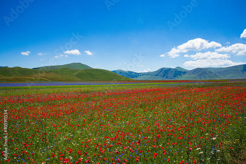 Campi agricoli di Castelluccio a Norcia durante la fioritura in estate.