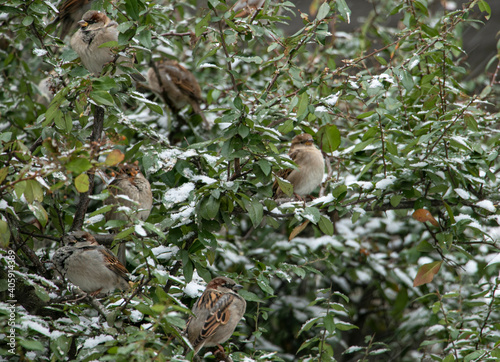 sparrows in winter
