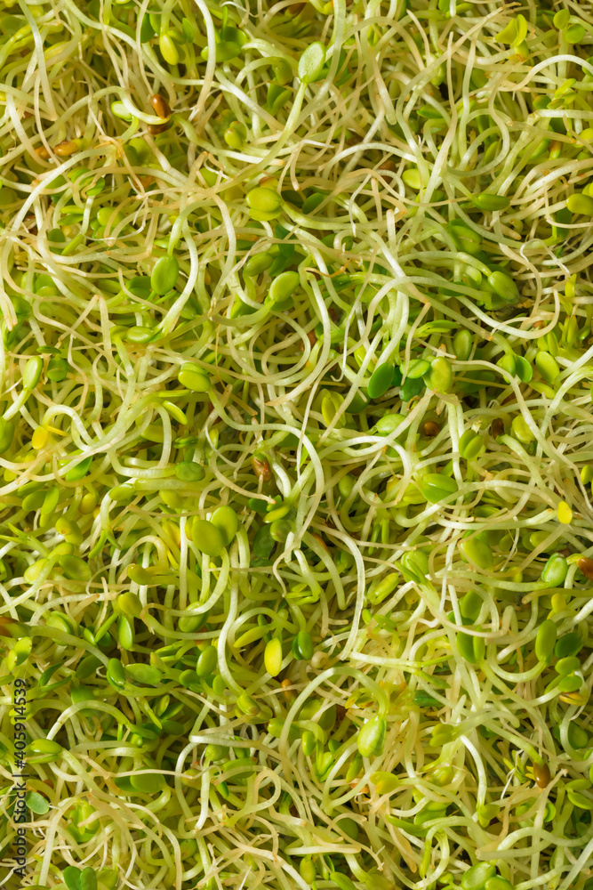 Organic Green Raw Alfalfa Sprouts