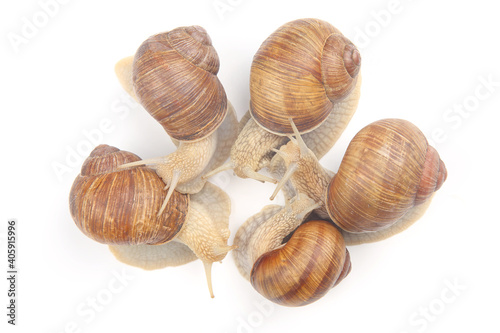 grape snail on a white background. mollusc and invertebrate. communication of the individual in society
