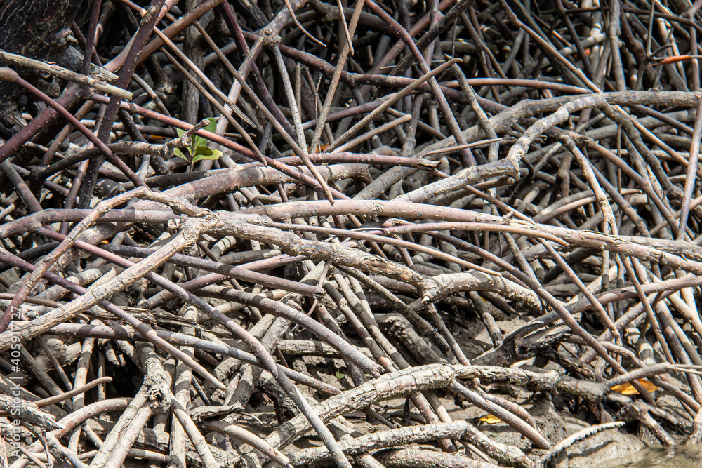 Racines de palétuviers, mangrove à Koh Lanta, Thaïlande Racines de palétuviers, mangrove à Koh Lanta, Thaïlande