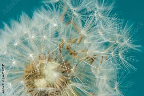 Close up of dandelion head and seeds on a teal background