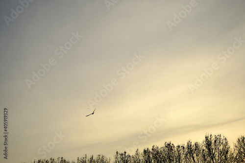 Groups of birds ducks together with seagulls freely flying on the open sky and with white clouds background during sunset. © SKahraman