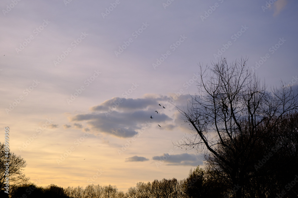 Trees in the shadows and sky with many colors during sunset. Trees in the shadows and sky with many colors during sunset.