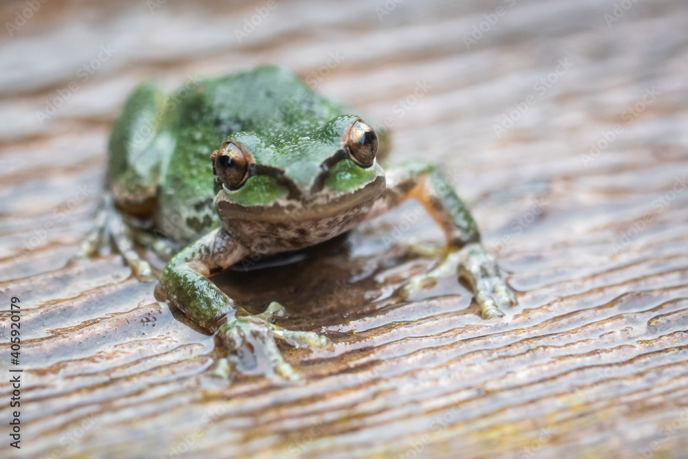 Pacific tree frogs (Pseudacris regilla) are common in Monterey, California. Their range includes California, Oregon, Washington, Canada and southern Alaska. They can change between green and brown. Pacific tree frogs (Pseudacris regilla) are common in Monterey, California. Their range includes California, Oregon, Washington, Canada and southern Alaska. They can change between green and brown.