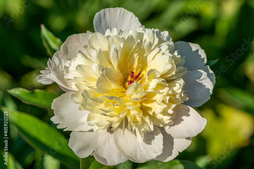 Fototapeta Naklejka Na Ścianę i Meble -  Close up of a beautiful white peony flower in sunlight
