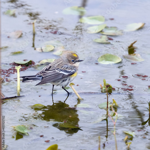  Yellow-rumped warbler (лат. Dendroica coronata) walks over plants in water looking for insects. Texas, Brazos Bend State Park, winter