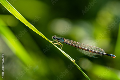Close up of a demselfly clinging to a green straw of grass