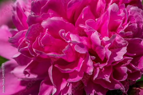Close up of a pink peony flower in sunlight © Magnus