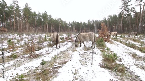 Herd of wild horses called koniks or tarpans pasture at winter forest with a snow lying on a grass photo