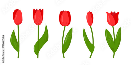 Set of red tulips isolated on white background.