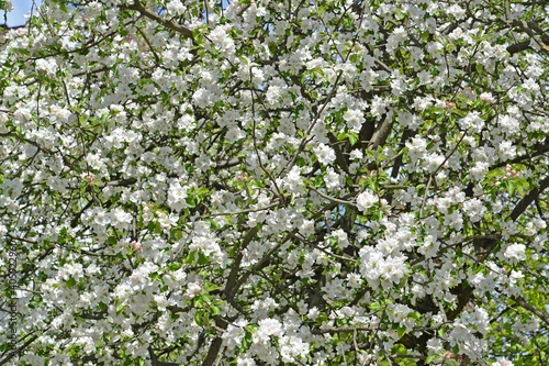 White flowers of the apple tree  Malus domestica Borkh. . Background