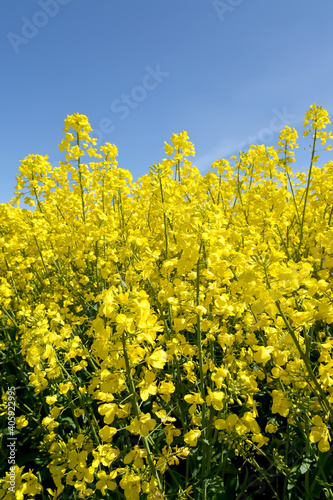 Yellow rapeseed flowers against a blue sky