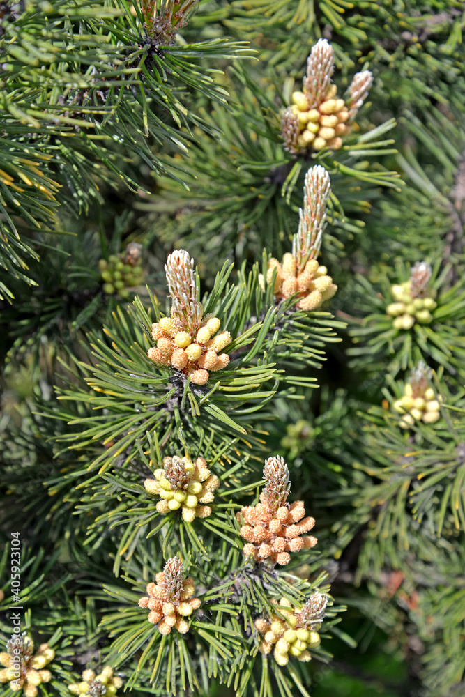 Flowering common pine (Pinus sylvestris L.). Spring Flowering common pine (Pinus sylvestris L.). Spring