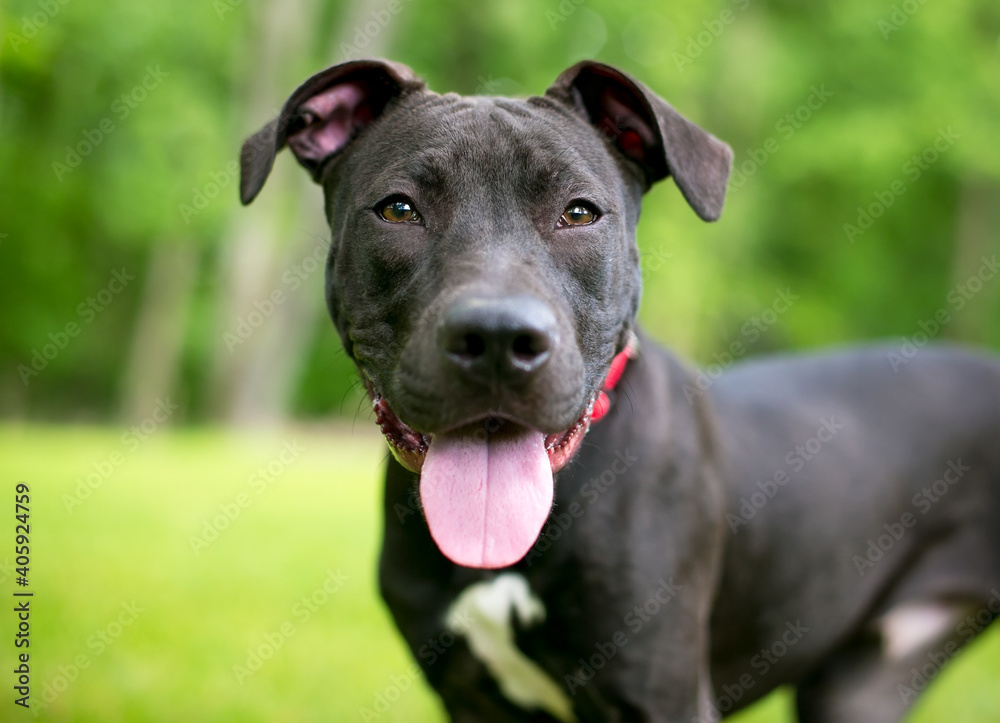 A black and white Pit Bull Terrier mixed breed dog panting