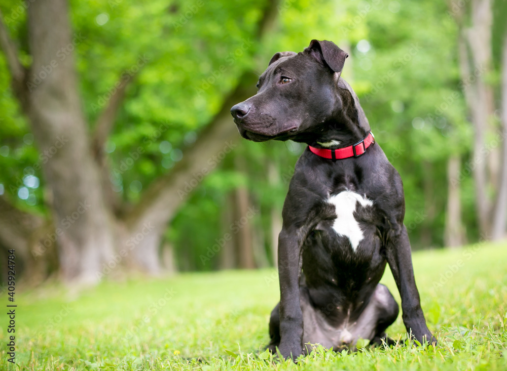 A black and white Pit Bull Terrier mixed breed dog wearing a red collar, sitting outdoors