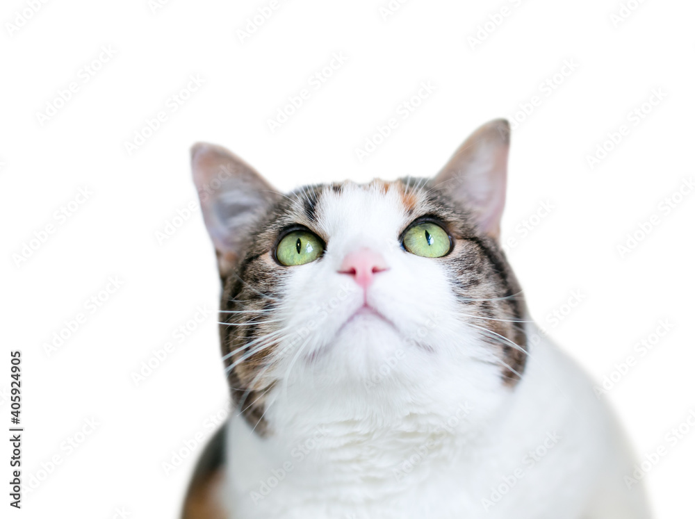 A shorthair cat with calico tabby and white markings and green eyes looking up
