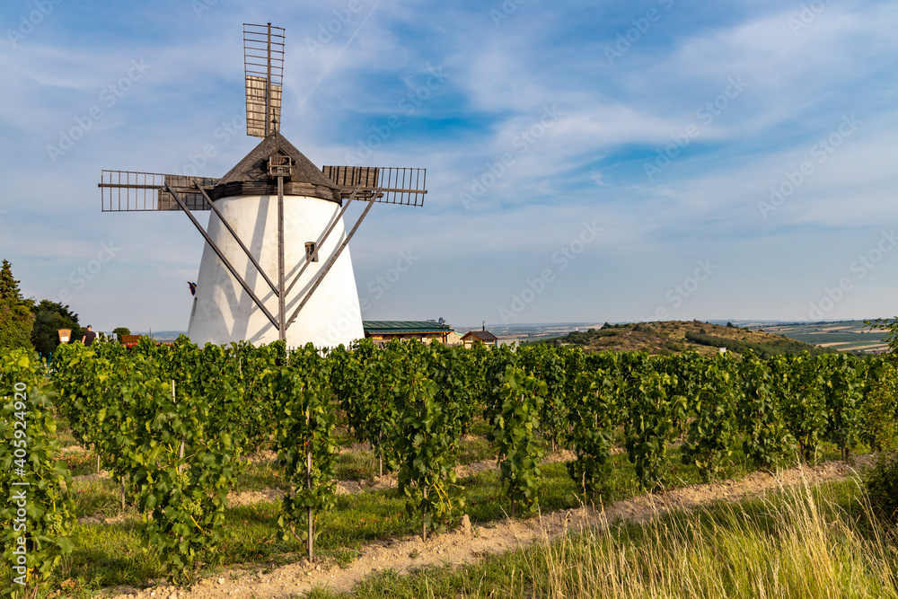 Vineyard near Windmill Retz, Lower Austria, Austria Vineyard near Windmill Retz, Lower Austria, Austria