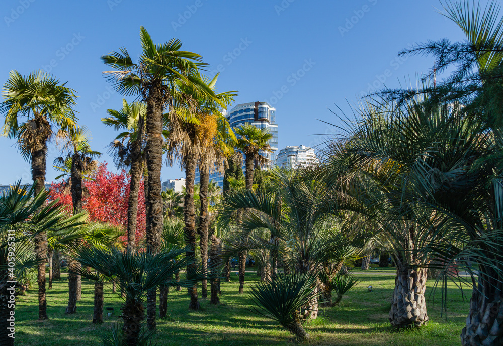Exotic landscape with palm trees in city park of Sochi. Chinese windmill palm (Trachycarpus fortunei) and Butia capitata against background of blue sky and modern multi-storey residential buildings