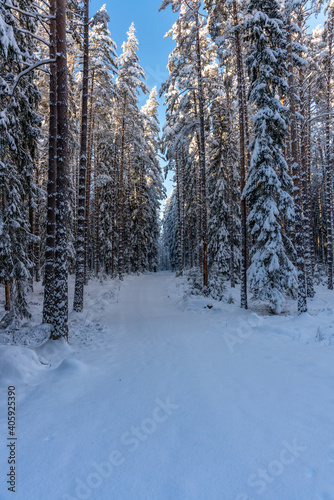Snowy road in a winter forest in Sweden