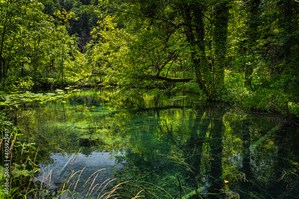Explosion of shads of green. Tree trunks submerged in emerald green pond in lush forest of Plitvice Lakes National Park UNESCO World Heritage, Croatia