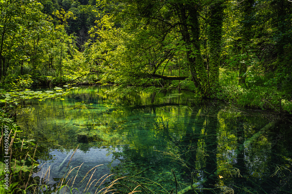 Explosion of shads of green. Tree trunks submerged in emerald green pond in lush forest of Plitvice Lakes National Park UNESCO World Heritage, Croatia Explosion of shads of green. Tree trunks submerged in emerald green pond in lush forest of Plitvice Lakes National Park UNESCO World Heritage, Croatia