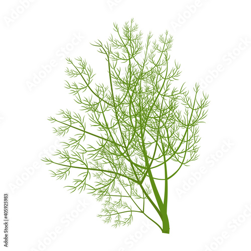 Green fresh brunch of dill isolated on white background stock vector illustration. Flat style, colorful ingredient, herbal garnish.