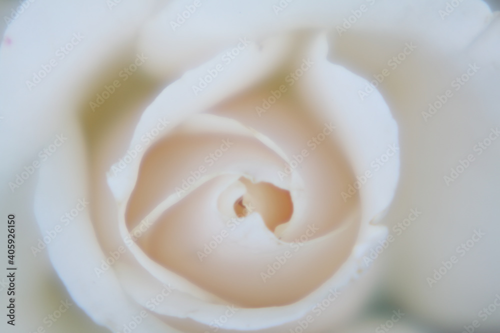 Naklejka premium Close up of a Soft White Rose