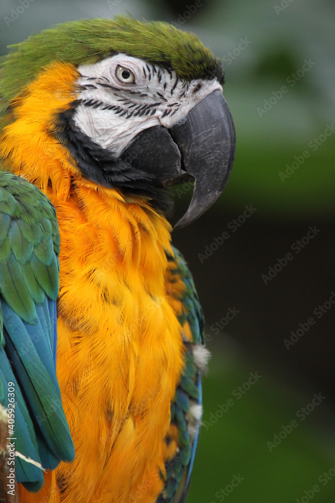 Watching Blue and Gold Macaw