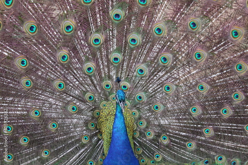 Peacock Displaying Full Spread of Colorful Feathers