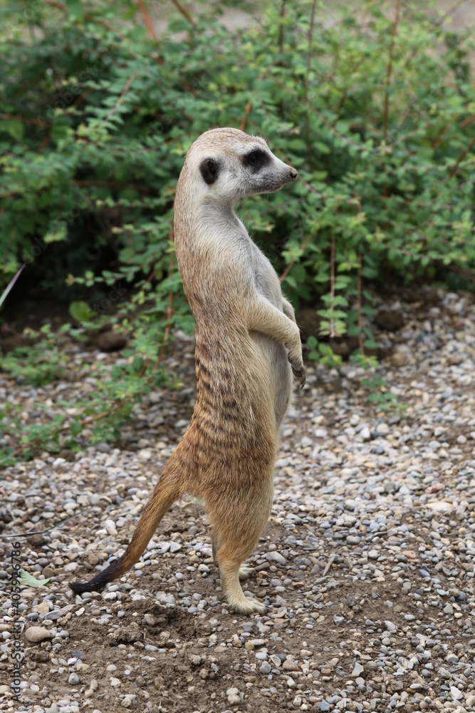 Fototapeta premium Standing Alert Meerkat in Vertical
