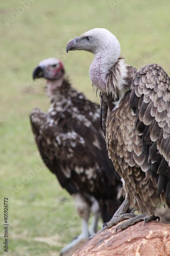 African Vulture waiting to eat