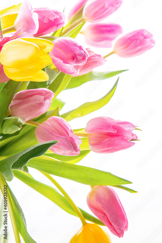 Pink and white tulips on a white background. Pink and white tulips on a white background.