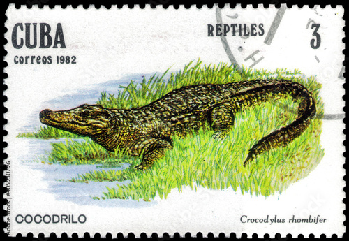 Postage stamp issued in the Cuba the image of the Cuban Crocodile  Crocodylus rhombifer. From the series on Reptiles  circa 1982