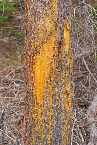 Colorful Tree Sap on a Damaged Pine Tree photo