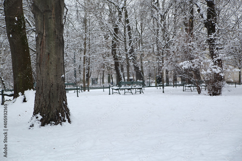 snow covered trees in the park snow covered trees in the park