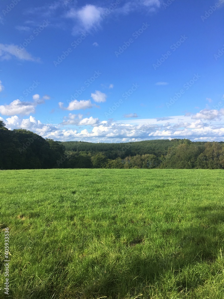 lush green meadow on sunny day under blue sky