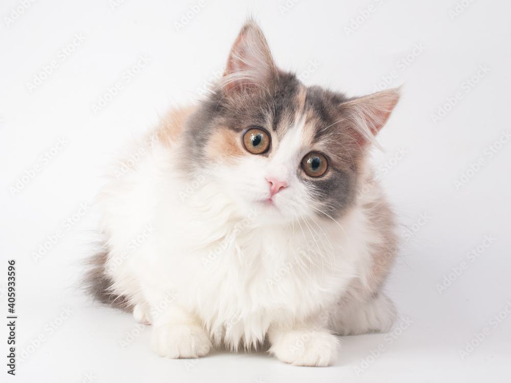 Cute fluffy kitten on the white background