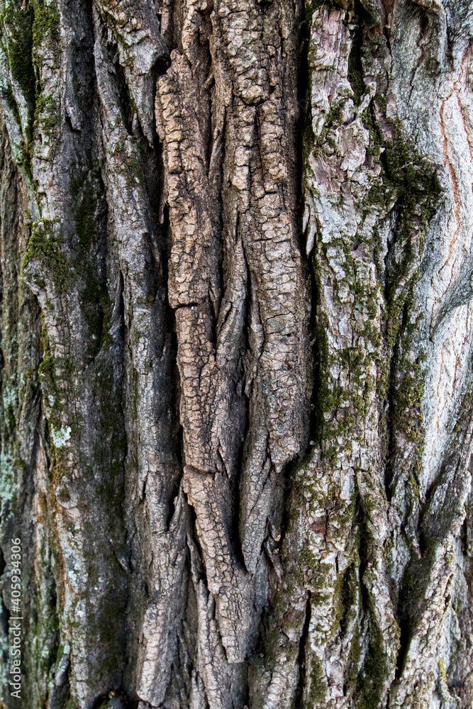 Close up of a tree. Brown tree bark, bark texture Close up of a tree. Brown tree bark, bark texture