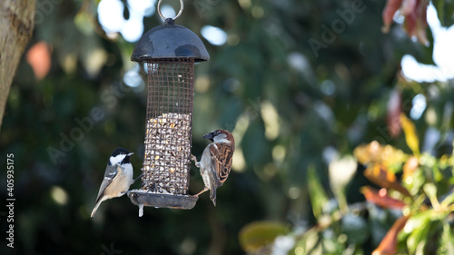 House Sparrow and Coal Tit feeding from a garden bird feeder