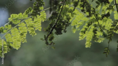 Cinematic leaf, leaves and foliage
