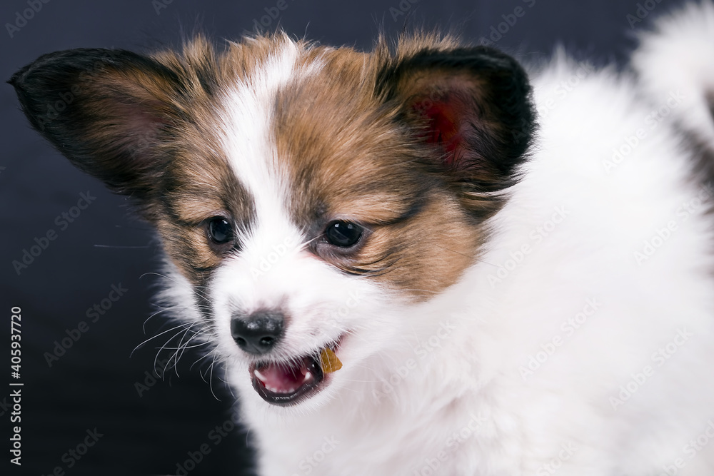 Papillon dog puppy on a black background
Papillon dog puppy on a black background